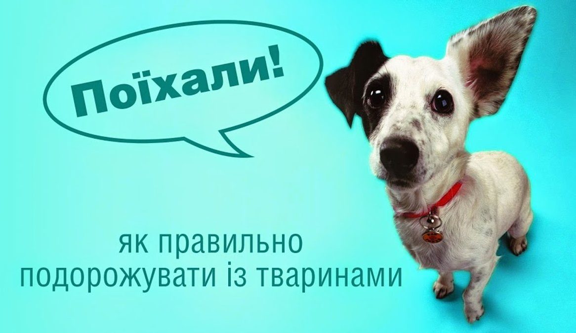 Подорож із тваринами: усі правила і нюанси
